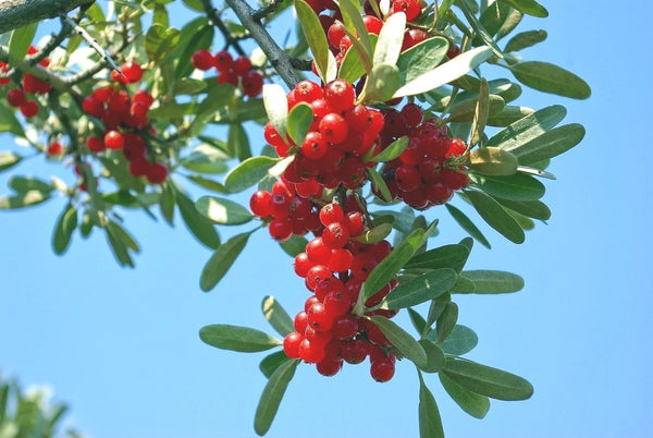 Buffaloberry (Bundle of 5) | Spring 2027