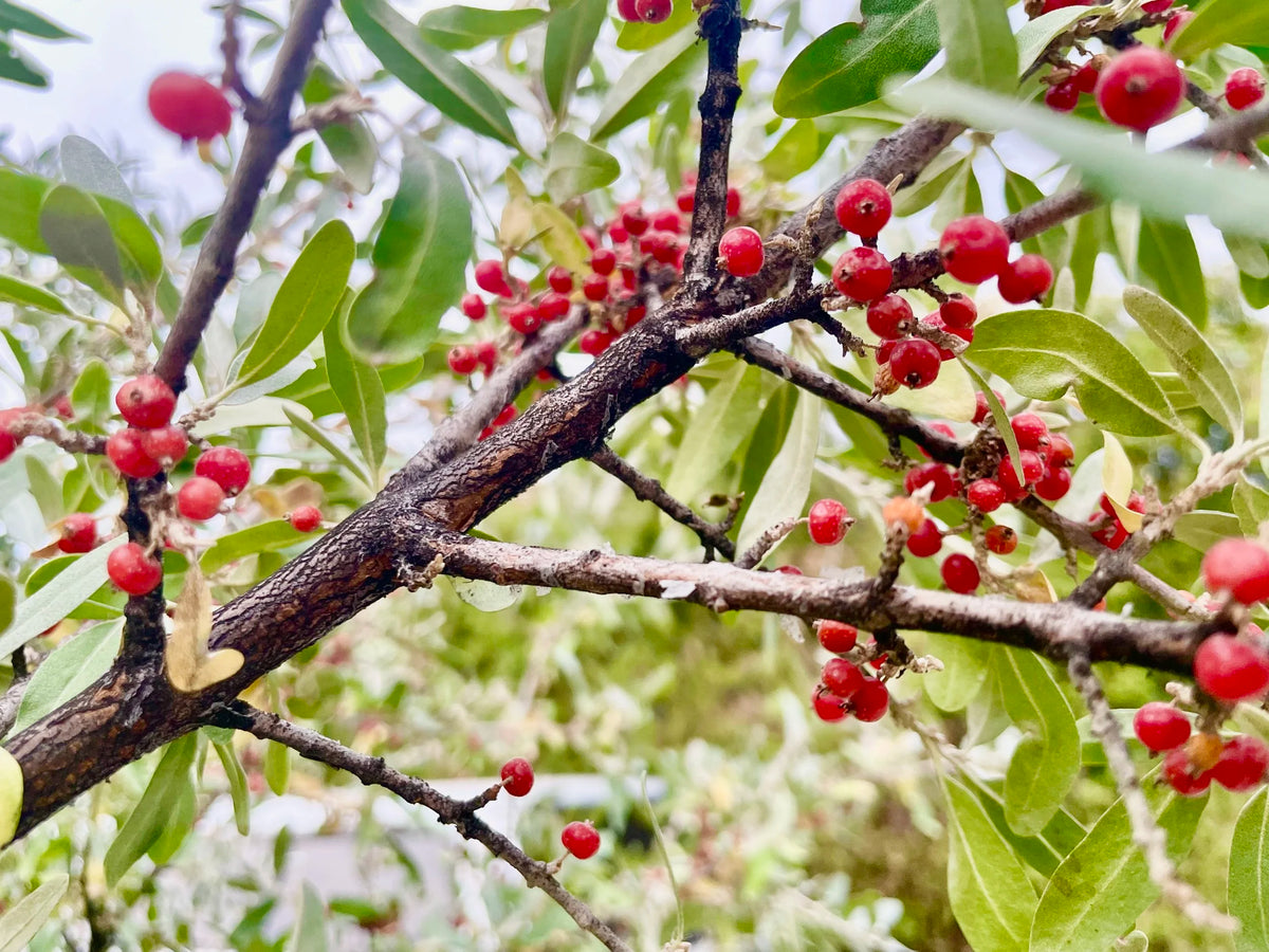 Buffaloberries clustered tightly along the stems