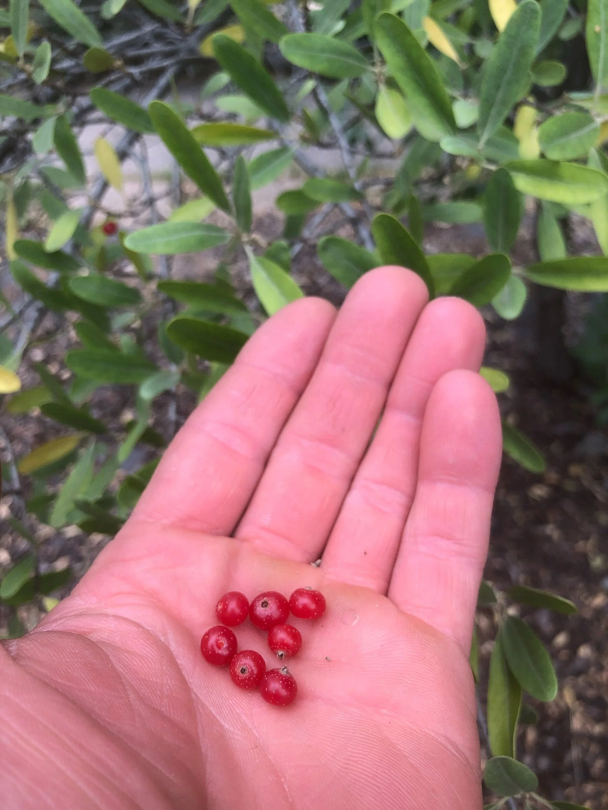 A handful of freshly picked buffaloberries