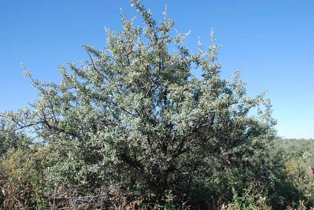 A mature buffaloberry shrub growing on dry Montana ground