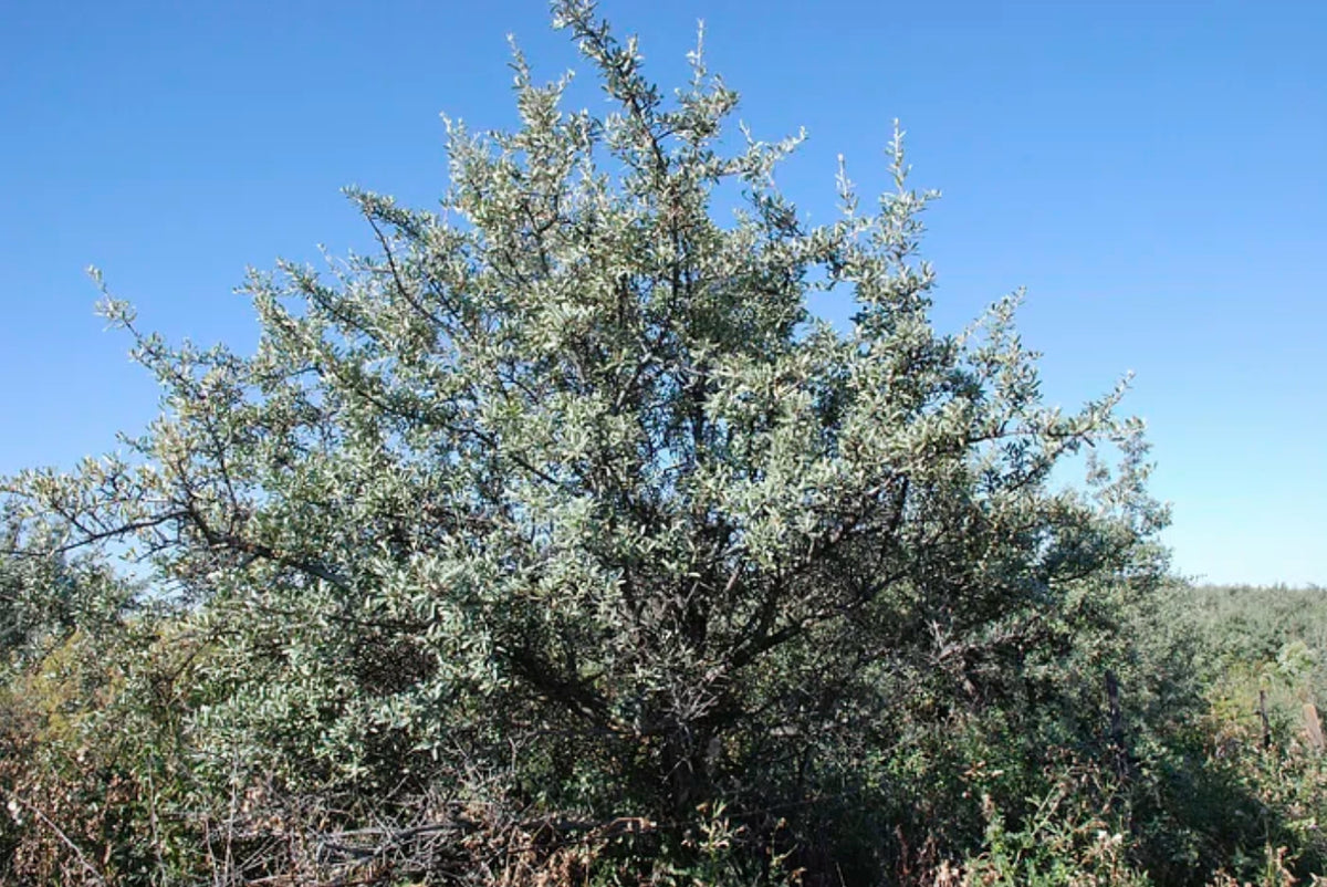 A mature buffaloberry shrub growing on dry Montana ground