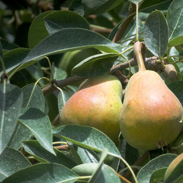 Representative photo of blushed pears on the tree, not Bulgaria itself