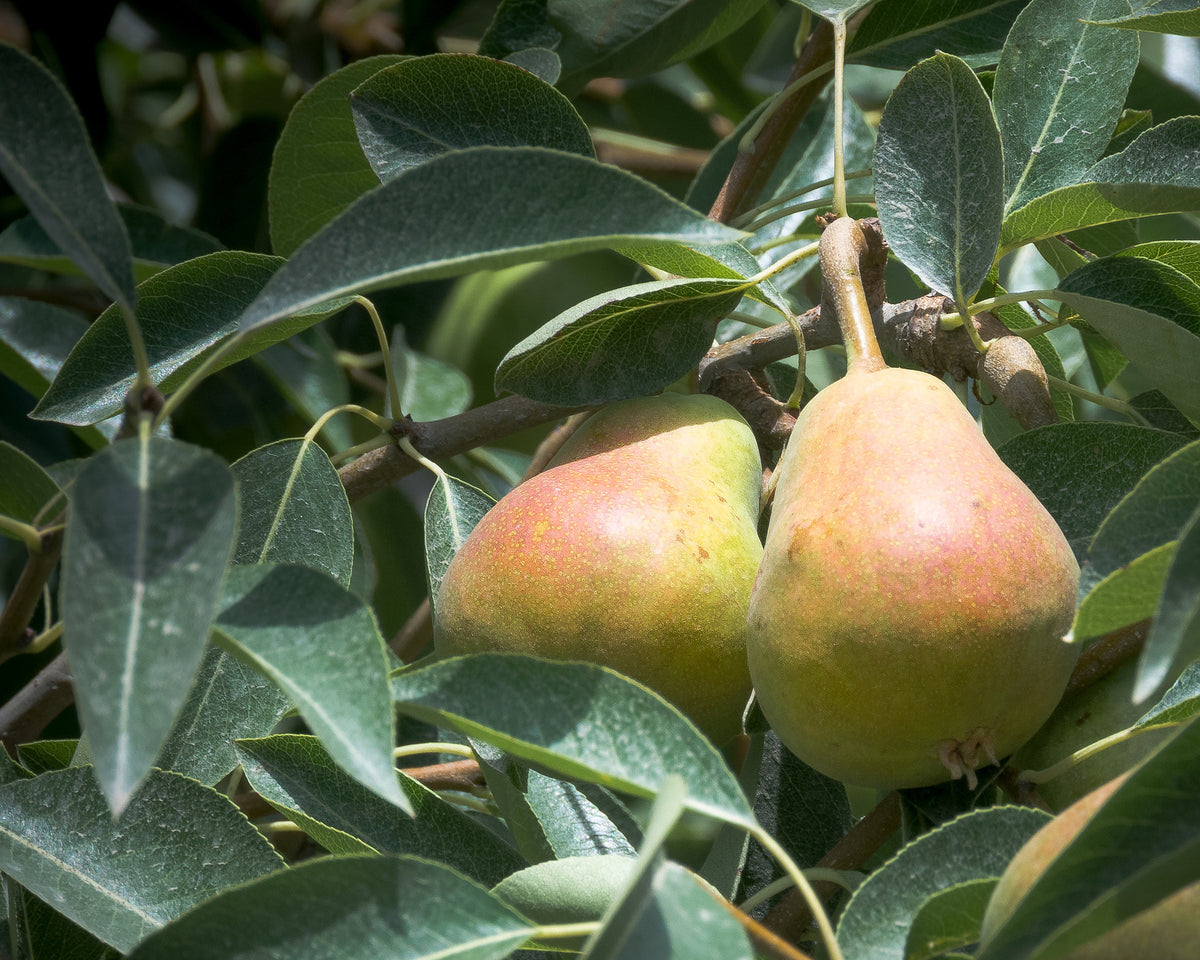 Representative photo of blushed pears on the tree, not Bulgaria itself