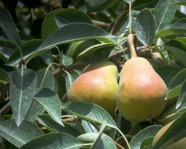 Bulgaria Pear