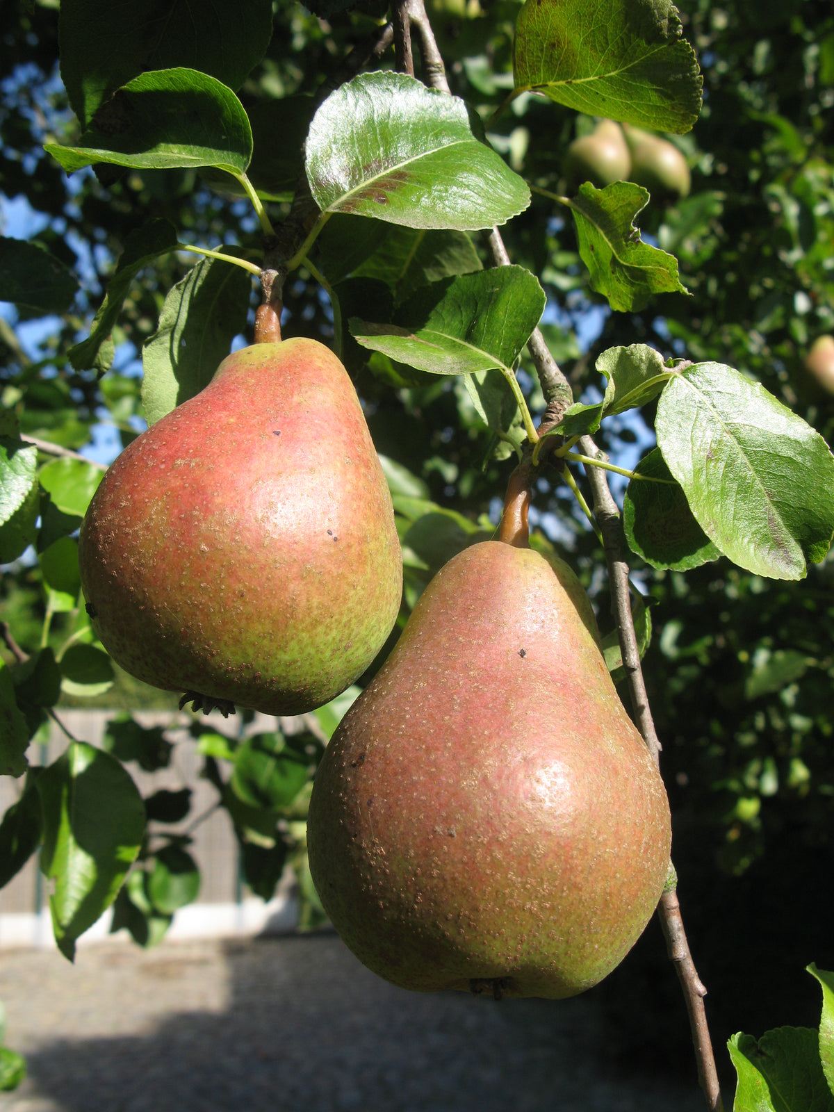 Representative photo of green pears with a red blush on the tree, not Bulgaria itself