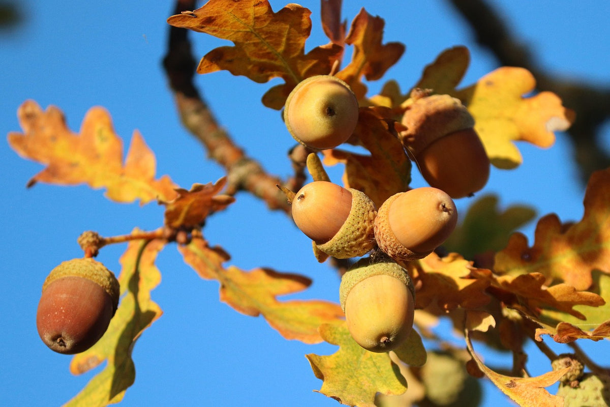 Bur oak acorns and autumn leaves against a blue sky