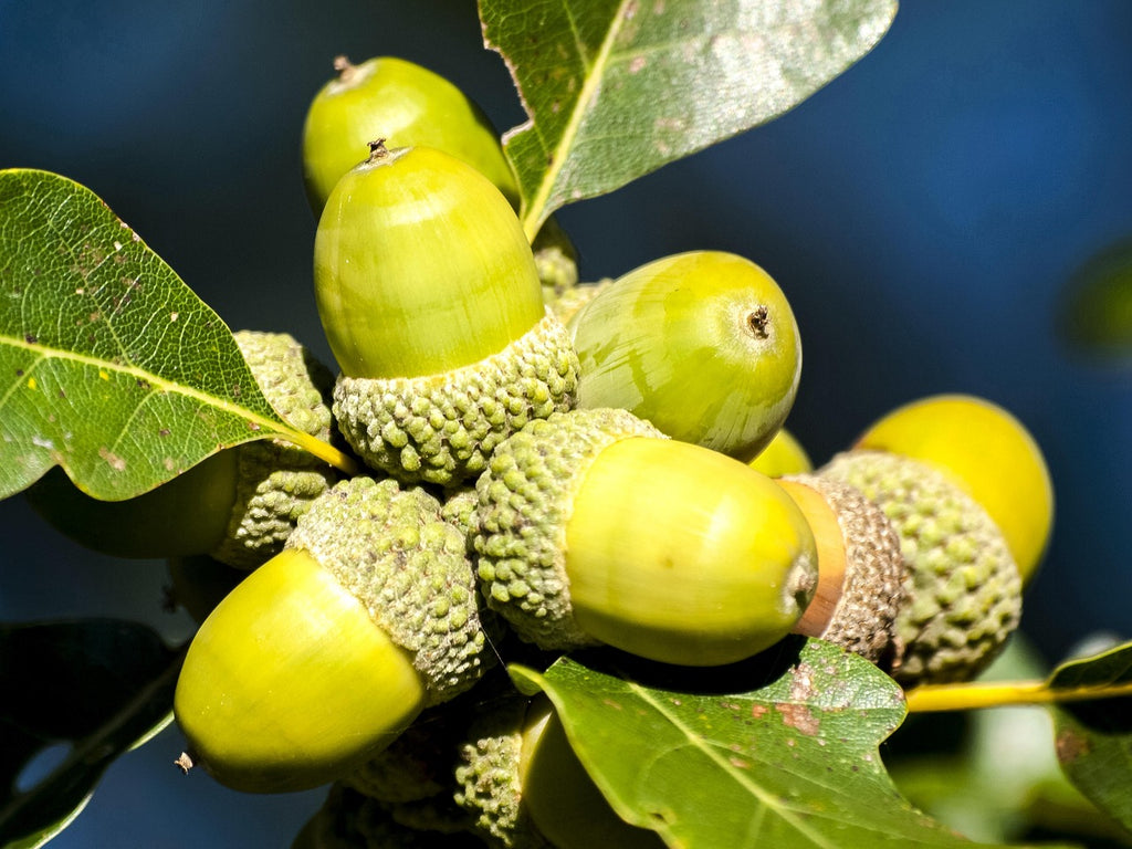 Green bur oak acorns in their fringed caps on the branch