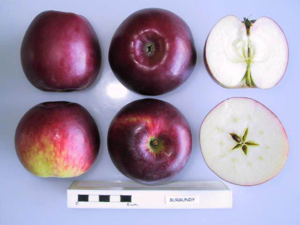 Burgundy Apple