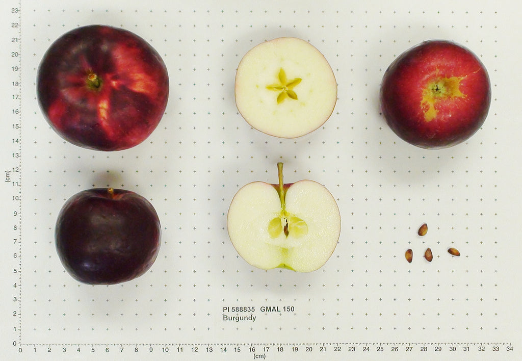 Burgundy apples shown whole and cut open, with seeds