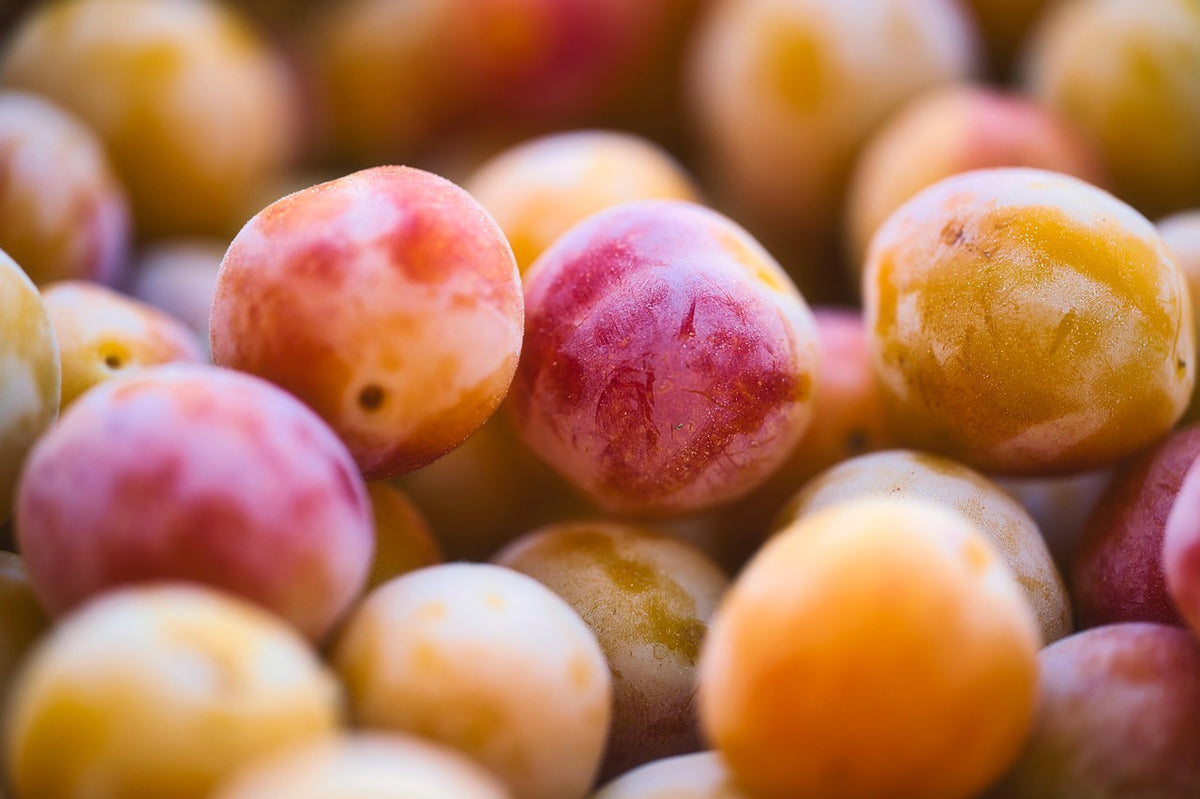 Freshly picked Burton plum seedling fruit