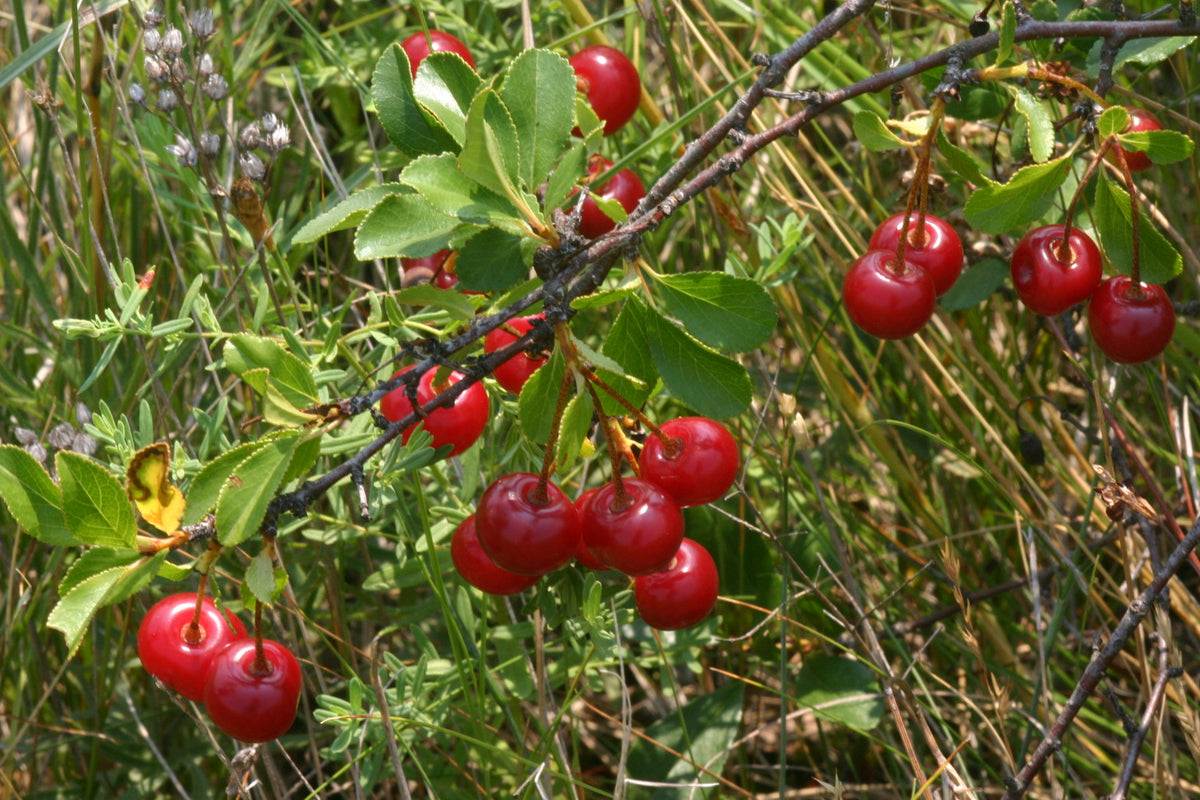 Representative photo of a bush cherry with small bright red fruit, not Cutie Pie itself