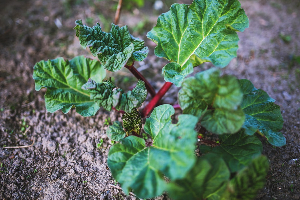 Canada Red rhubarb leafing out in early spring