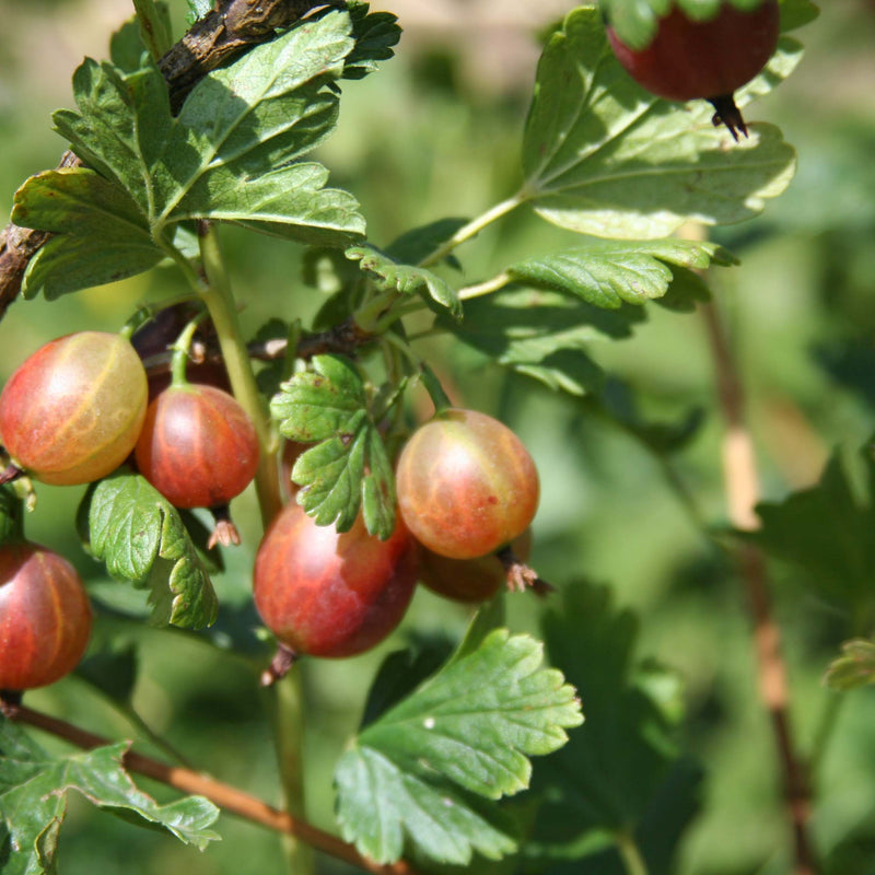 Captivator Gooseberry (Bundle of 2) | Spring 2027