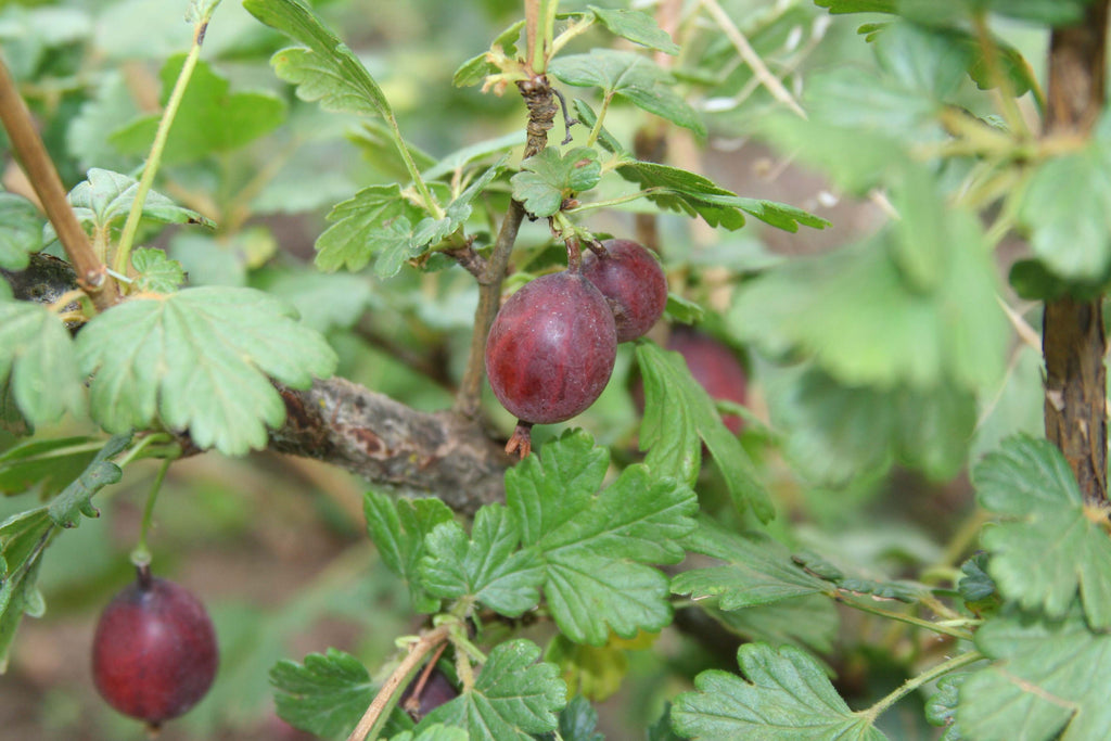 Dark red Captivator gooseberries hanging under the leaves