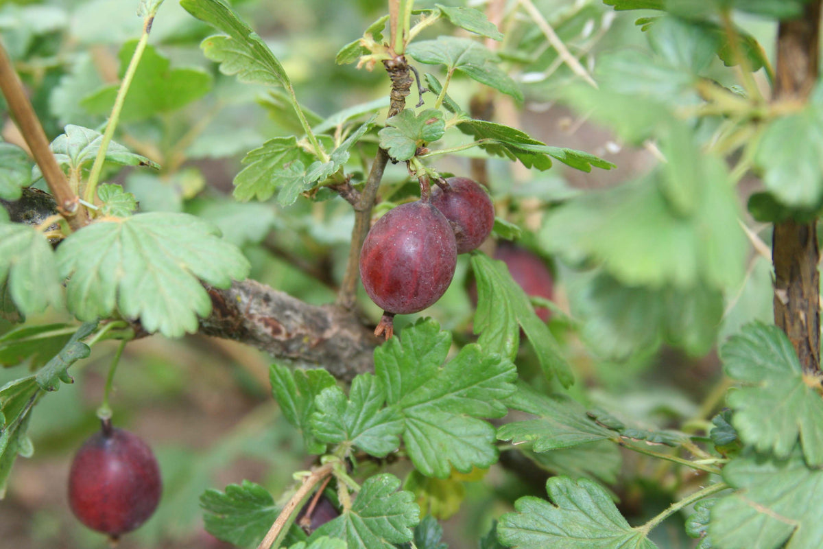 Dark red Captivator gooseberries hanging under the leaves