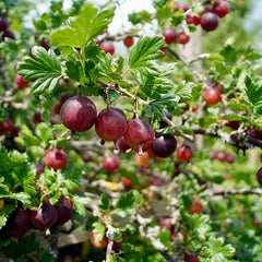 Captivator Gooseberry (Bundle of 2)