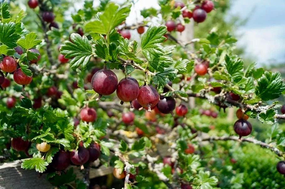 Captivator Gooseberry (Bundle of 2)