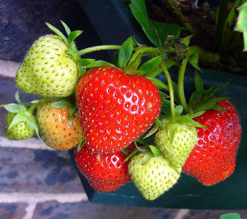Ripening Cavendish strawberries on the plant