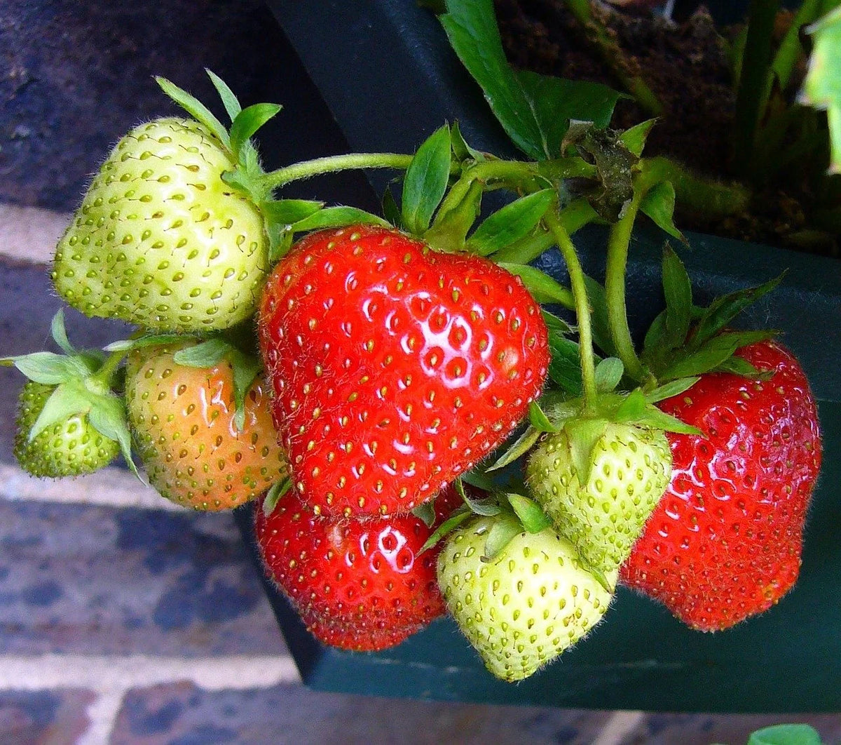 Ripening Cavendish strawberries on the plant