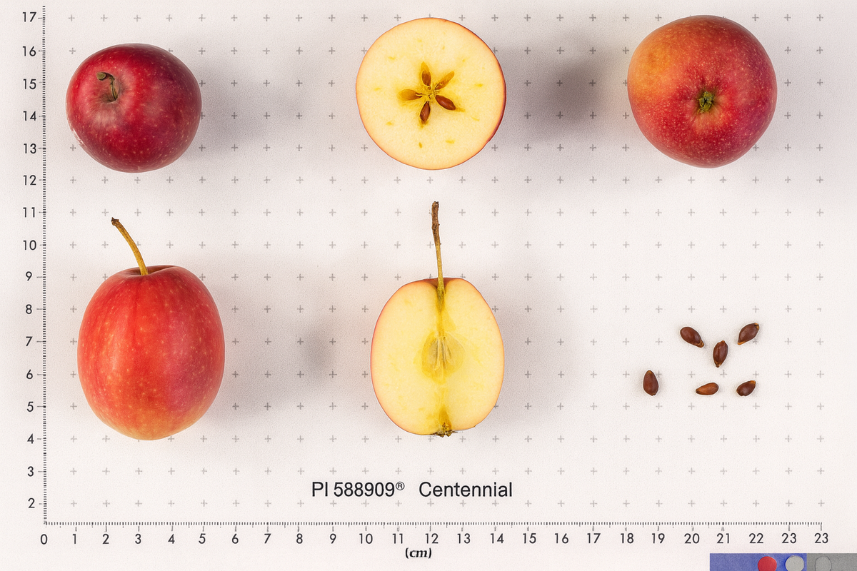 Centennial applecrabs shown whole and cut beside a size scale