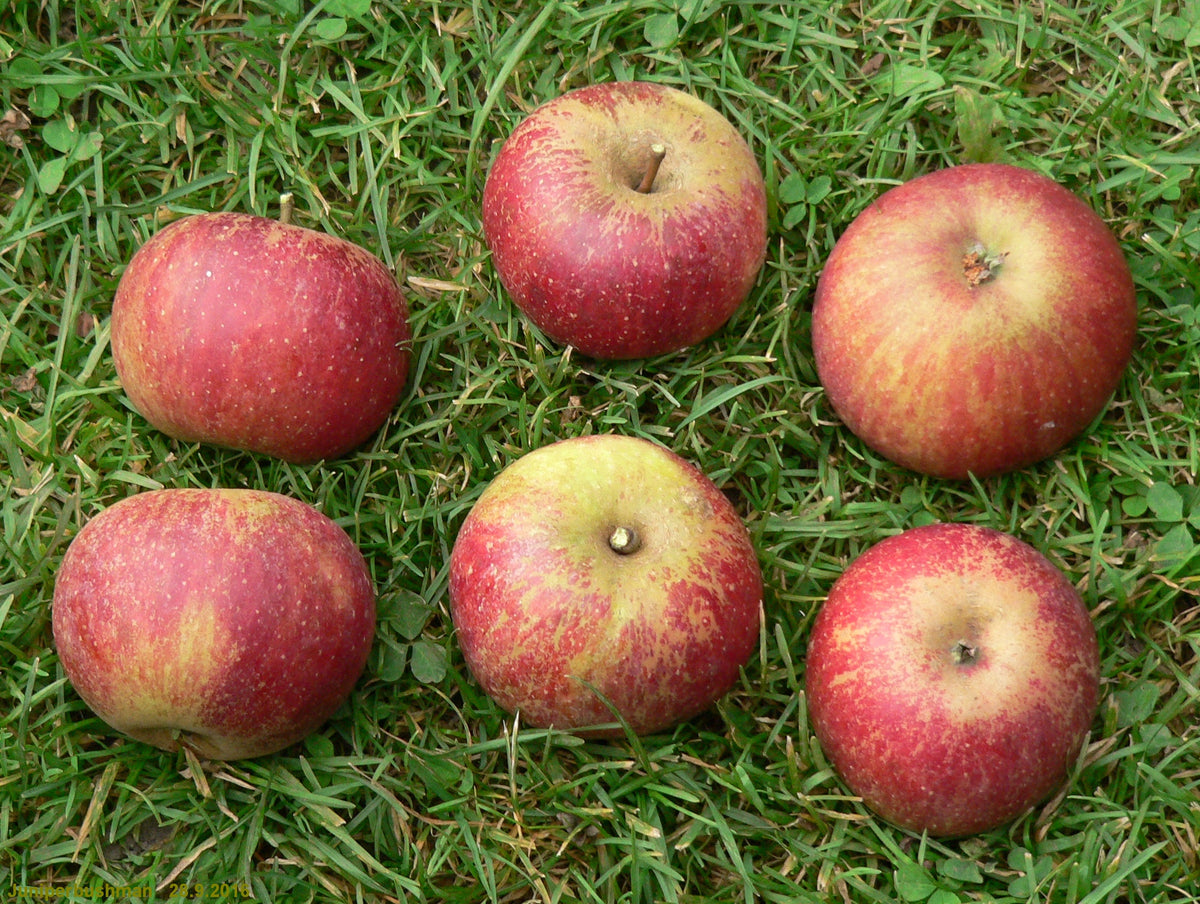 Ripe Cherry Cox apples freshly harvested