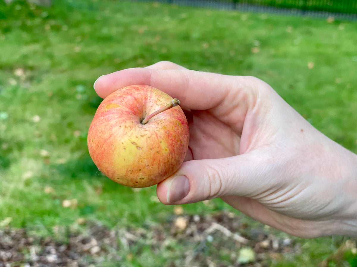 A Chestnut applecrab held in hand