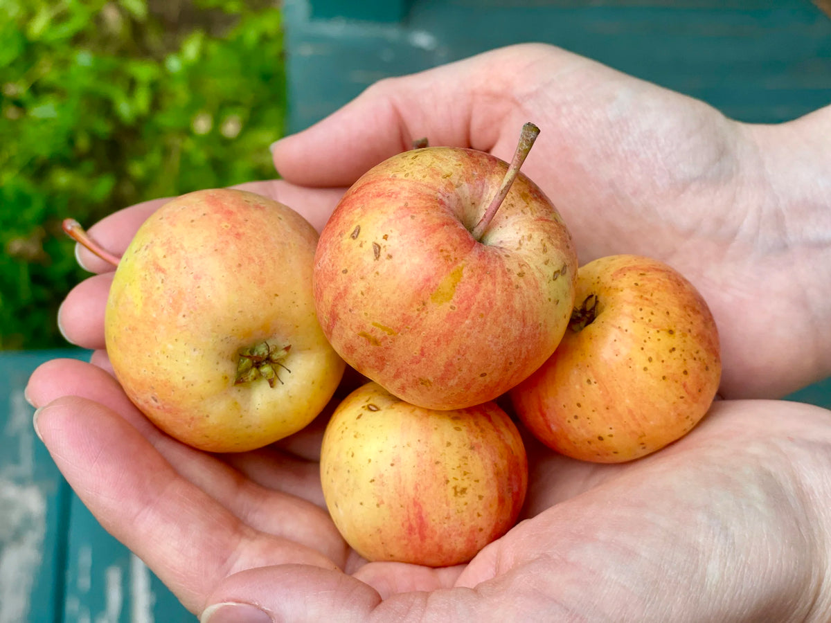 A double handful of freshly picked Chestnut applecrabs