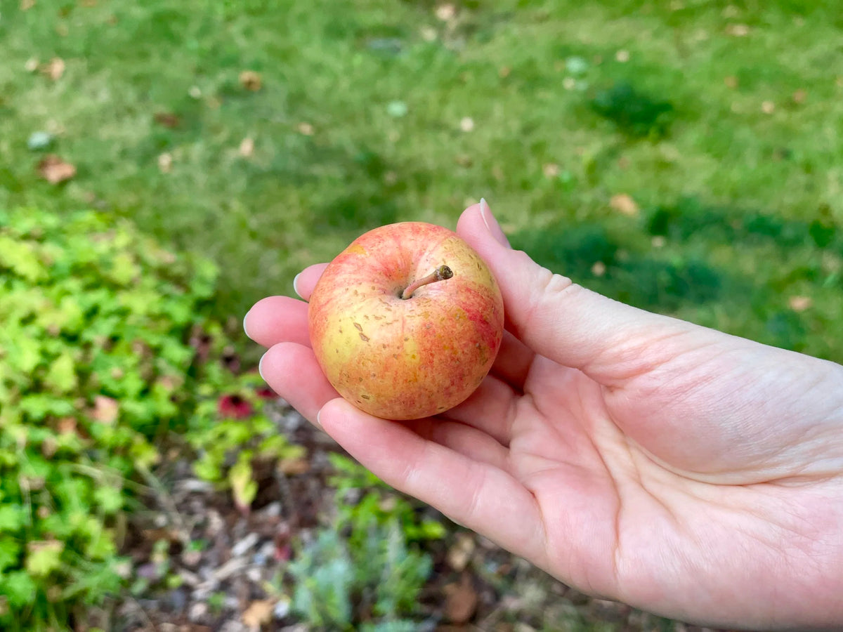 A single ripe Chestnut applecrab held in hand