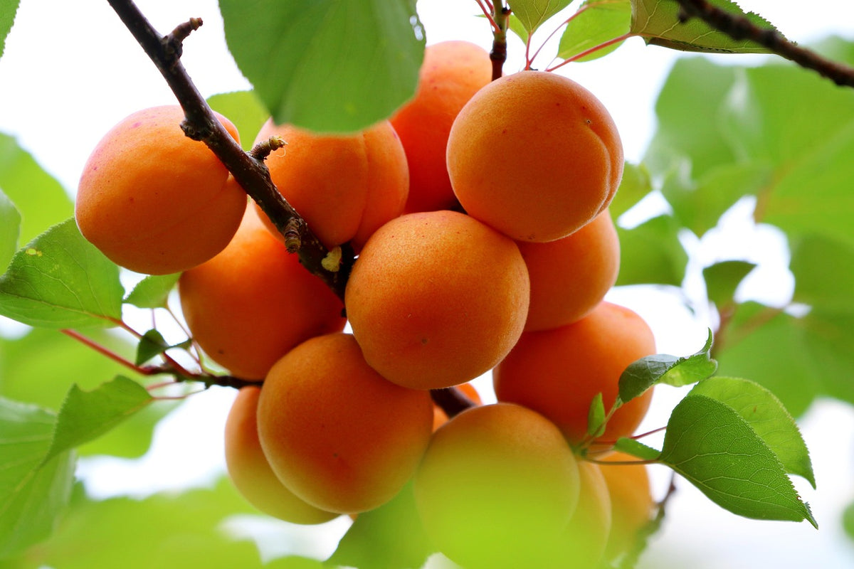Chinese apricots ripening in a cluster on the branch