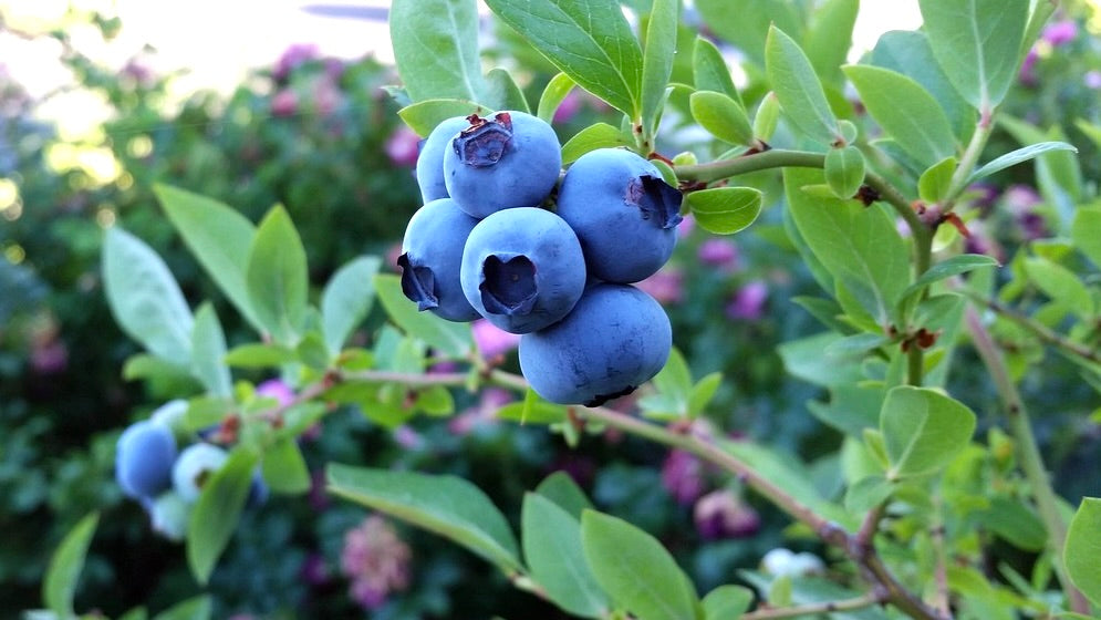 Ripe Chippewa blueberries on the bush