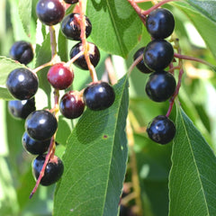Chokecherry Tree