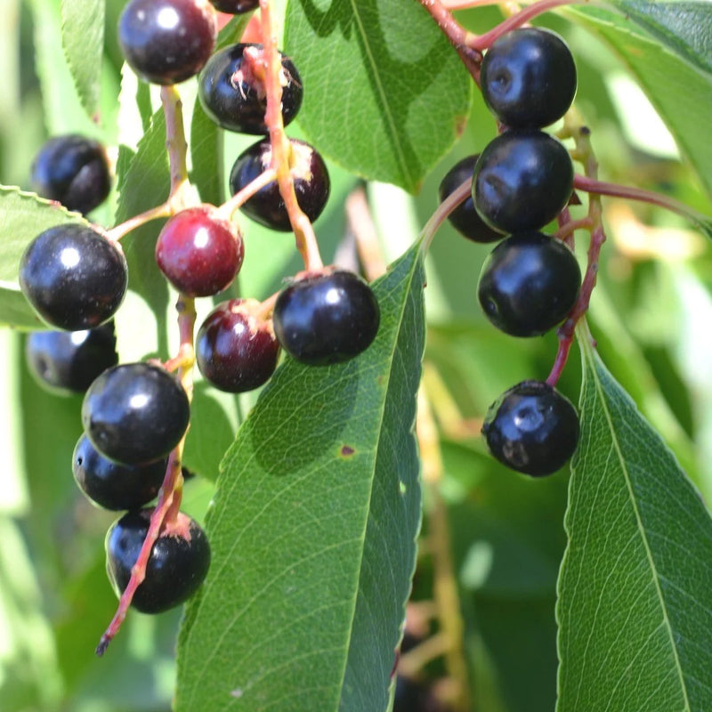 Chokecherry (Bundle of 3)