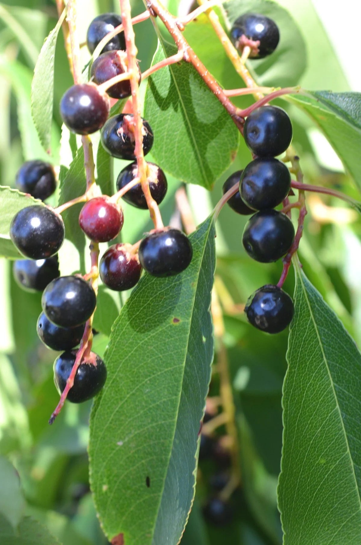 Ripe dark chokecherries hanging on the branch