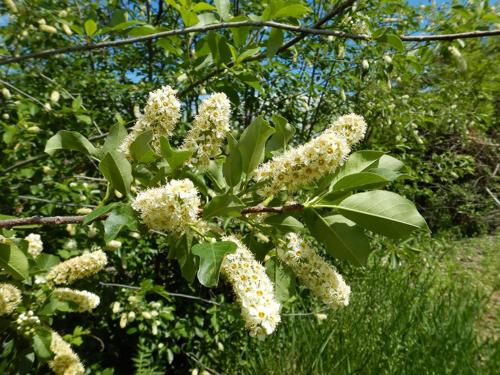 Chokecherry in bloom with white flower spikes