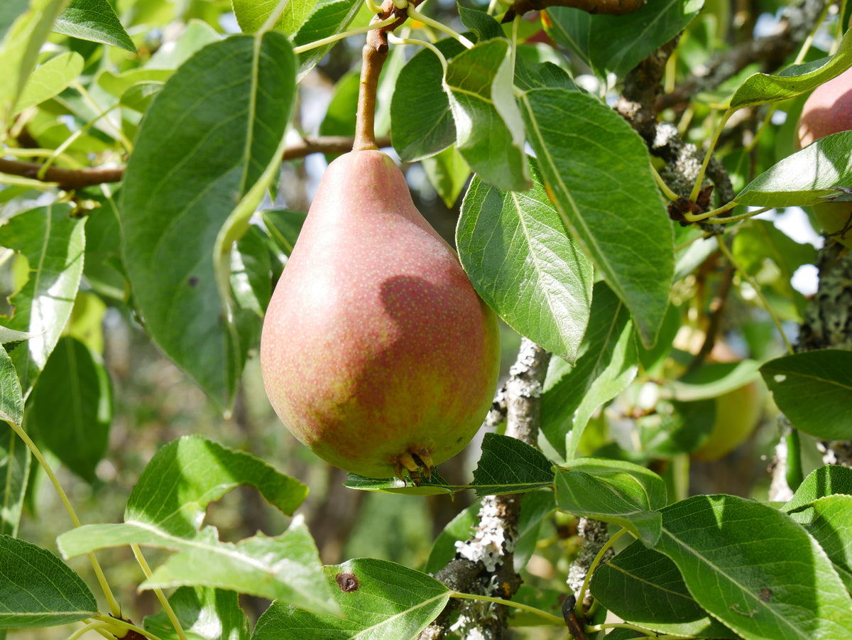 A Clapp's Favorite pear ripening on the tree