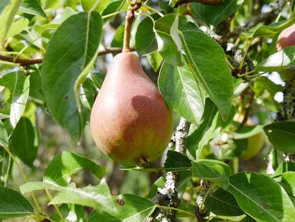 Clapp's Favorite Pear (Spring 2027)