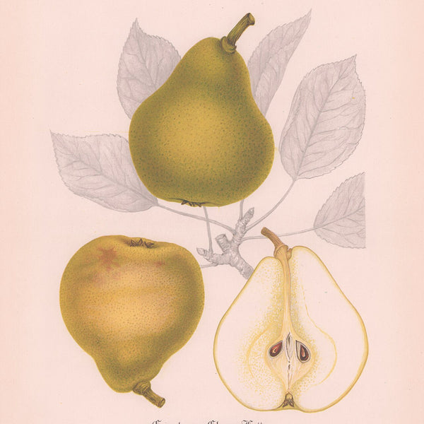 Botanical illustration of the Clara Frijs pear, whole and cut