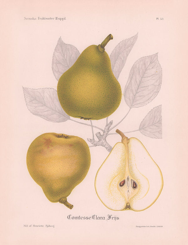 Clara Frijs Pear