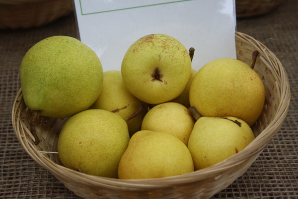Clara Frijs Pear (Spring 2027)