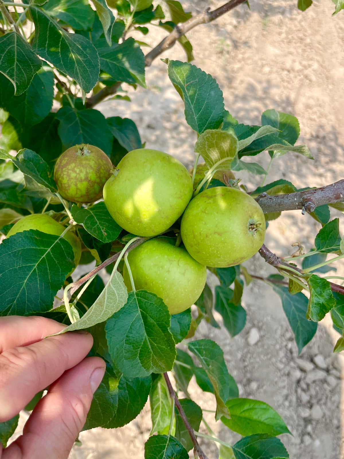 Clayton Berg apples on the tree, held in hand