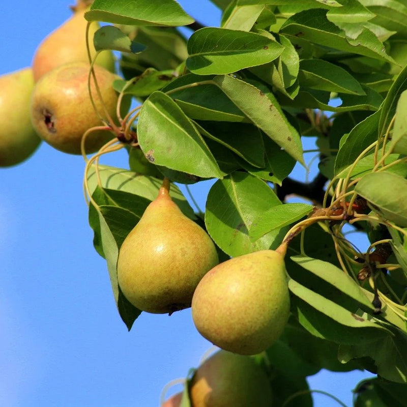Pears