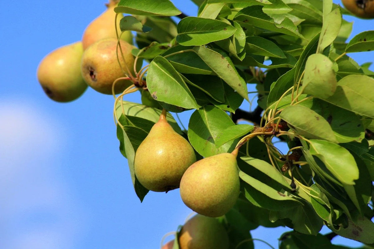 Cold Snap pears ripening on the branch against a blue sky