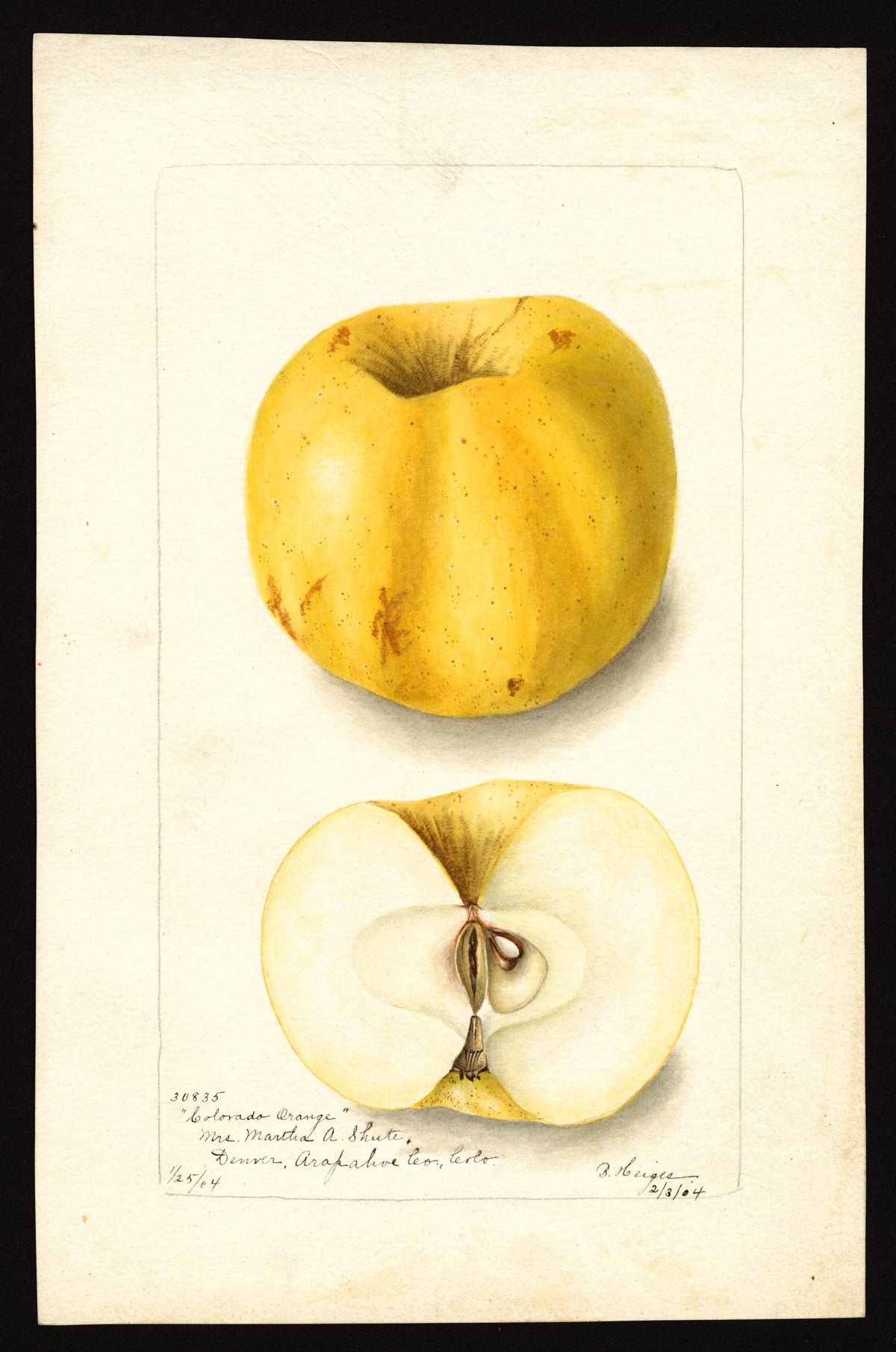 Historic USDA watercolor of the Colorado Orange apple, whole and cut
