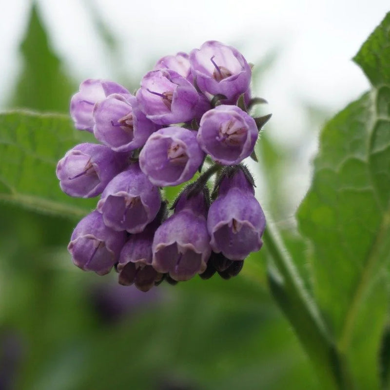 Comfrey: 5 Root cuttings 4" long