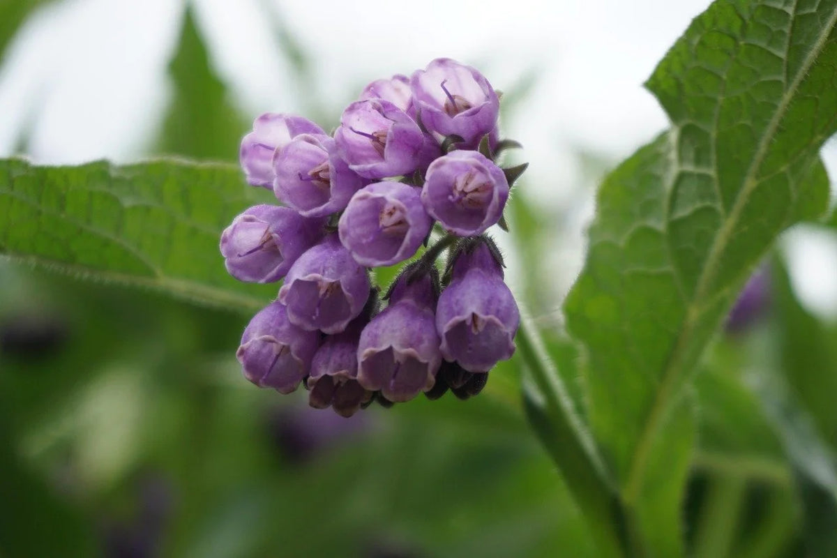 Comfrey in bloom with purple bell-shaped flowers