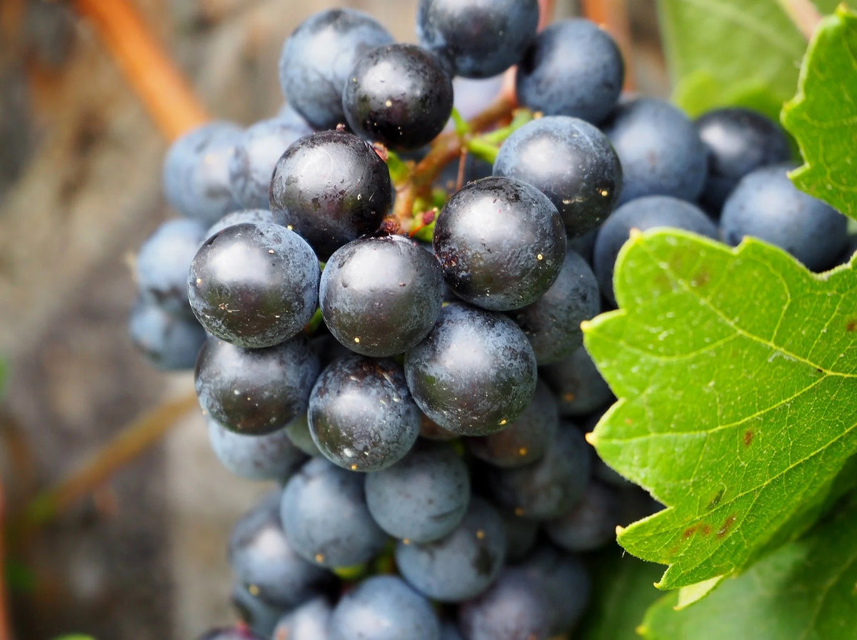 Concord grape clusters ripening on the vine