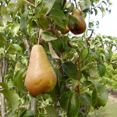 Pears