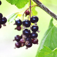 Consort Black Currant (Bundle of 2)