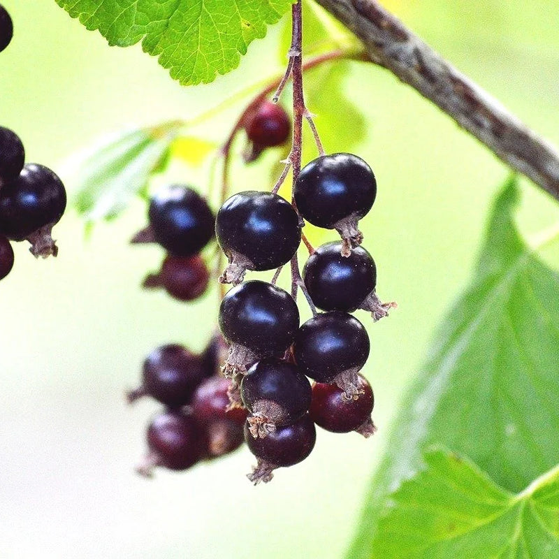 Consort Black Currant (Bundle of 2)