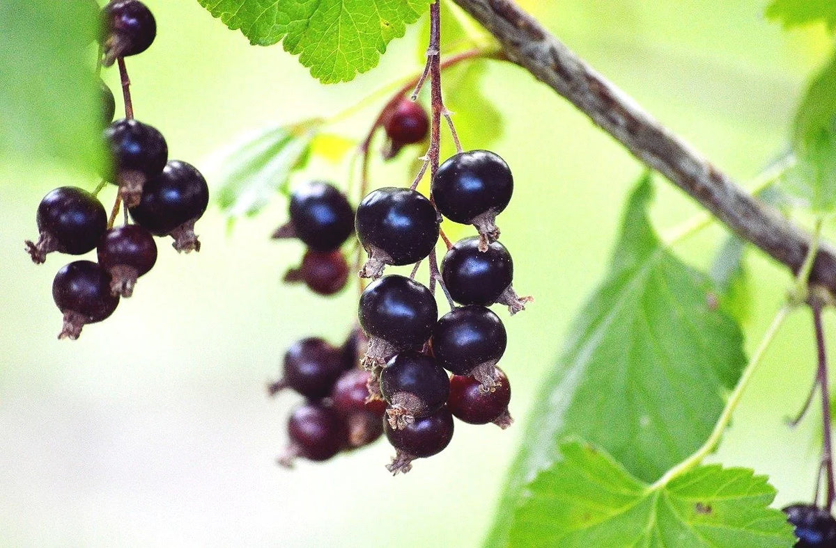 Ripe Consort black currants hanging on the branch
